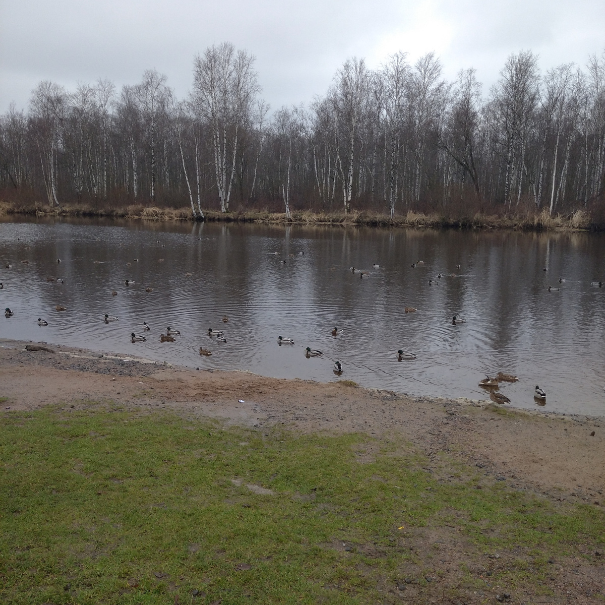 Утки на пруду.Им тепло,они плавают себе..