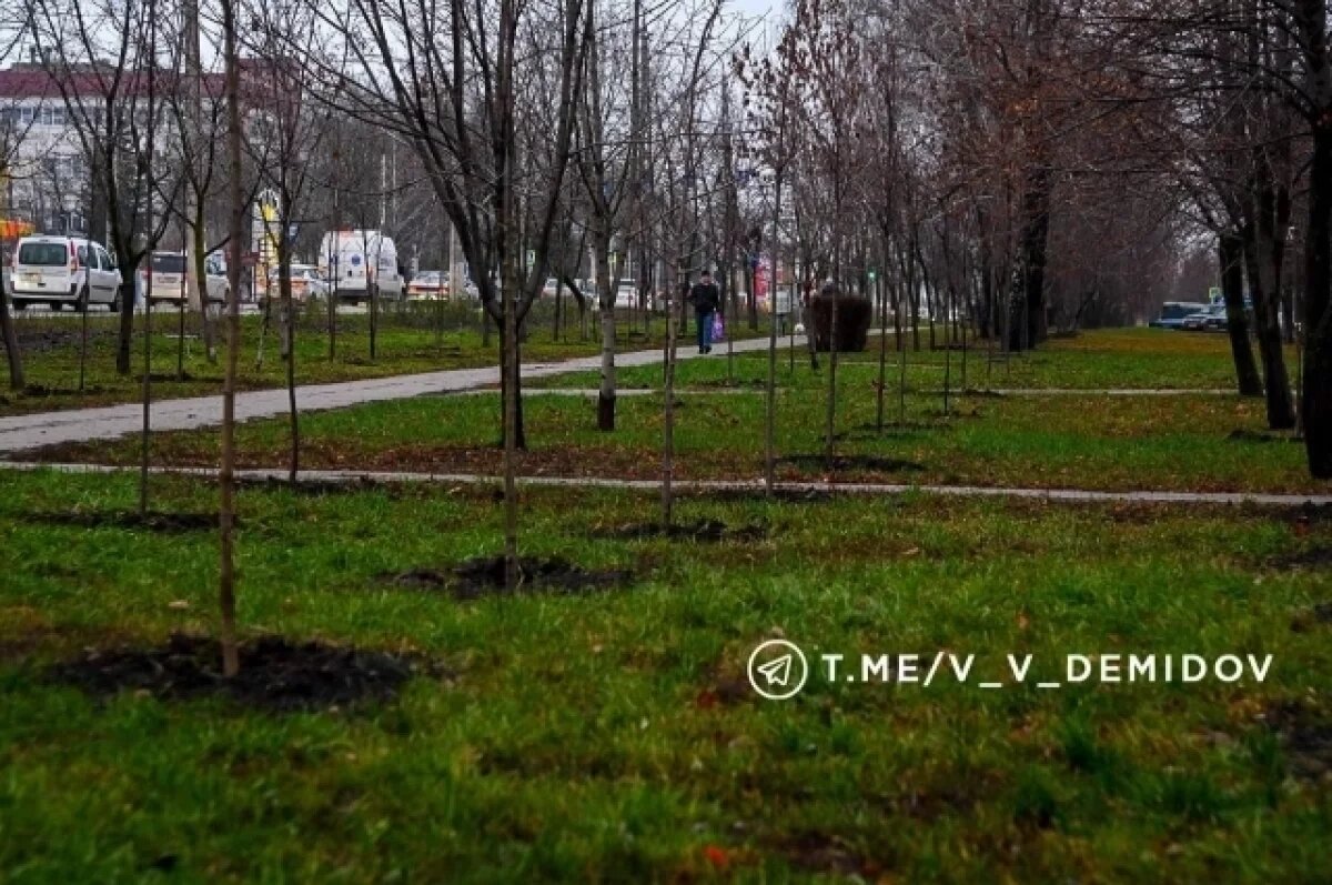    В Белгороде на Богданке высадили более 500 деревьев