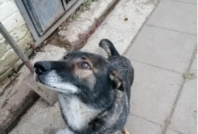 Кировская полиция ищет новый дом двум бывшим служебным собакам