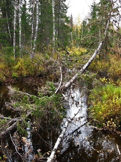 Фотографии Татьяны Немшановой. Таёжный лес. Таёжный дневник. Таёжный ручей. Осень таёжная. Таёжные истории. Хапаян, приток реки Манья. Та самая тайга.