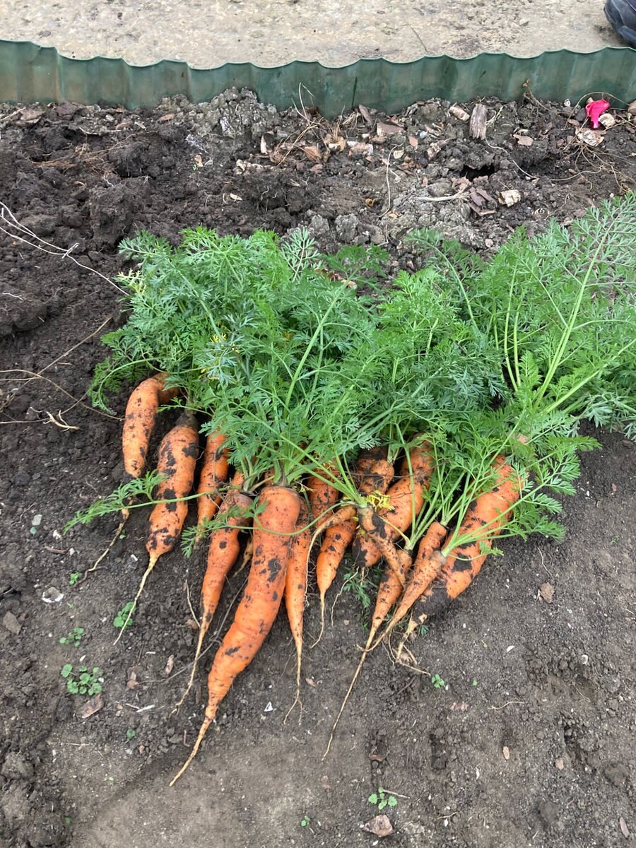 В конце августа посадила она морковь! И в конце ноября получился такой  вот урожай! Одним словом ЮГ! Нашей огорднице всего 6 лет и уже такие результаты! Молодец! 