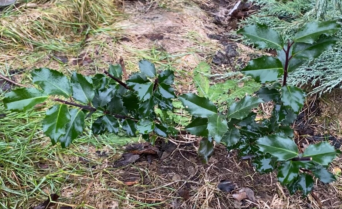 Падуб мезерва Blue Angel, фото автора