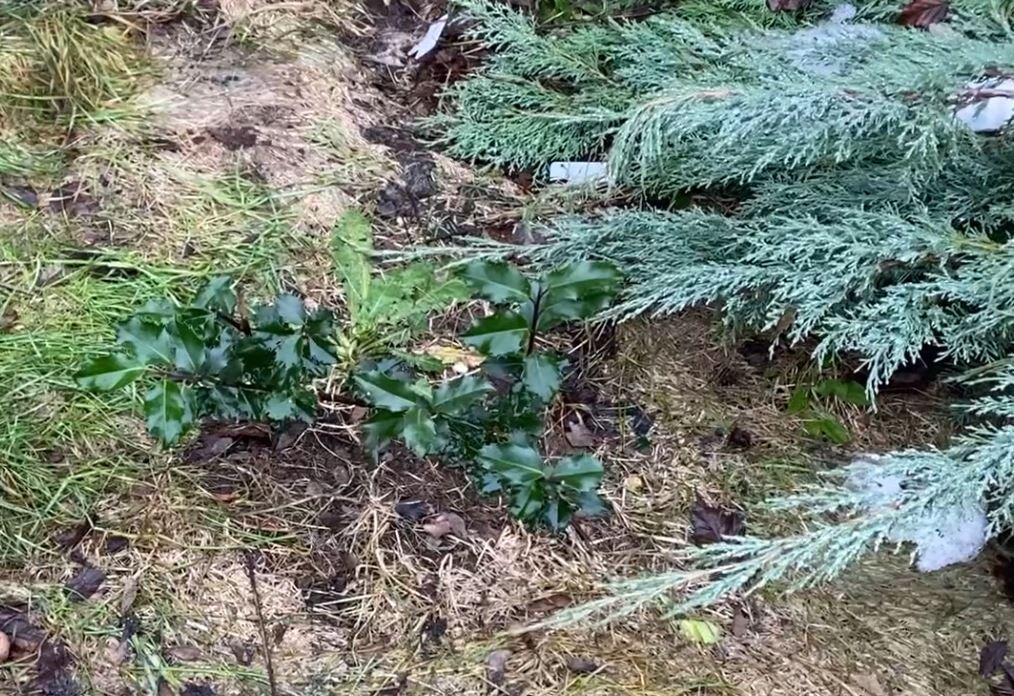 Один из моих молодых кустов падуба мезерва, фото сделано в феврале 2025