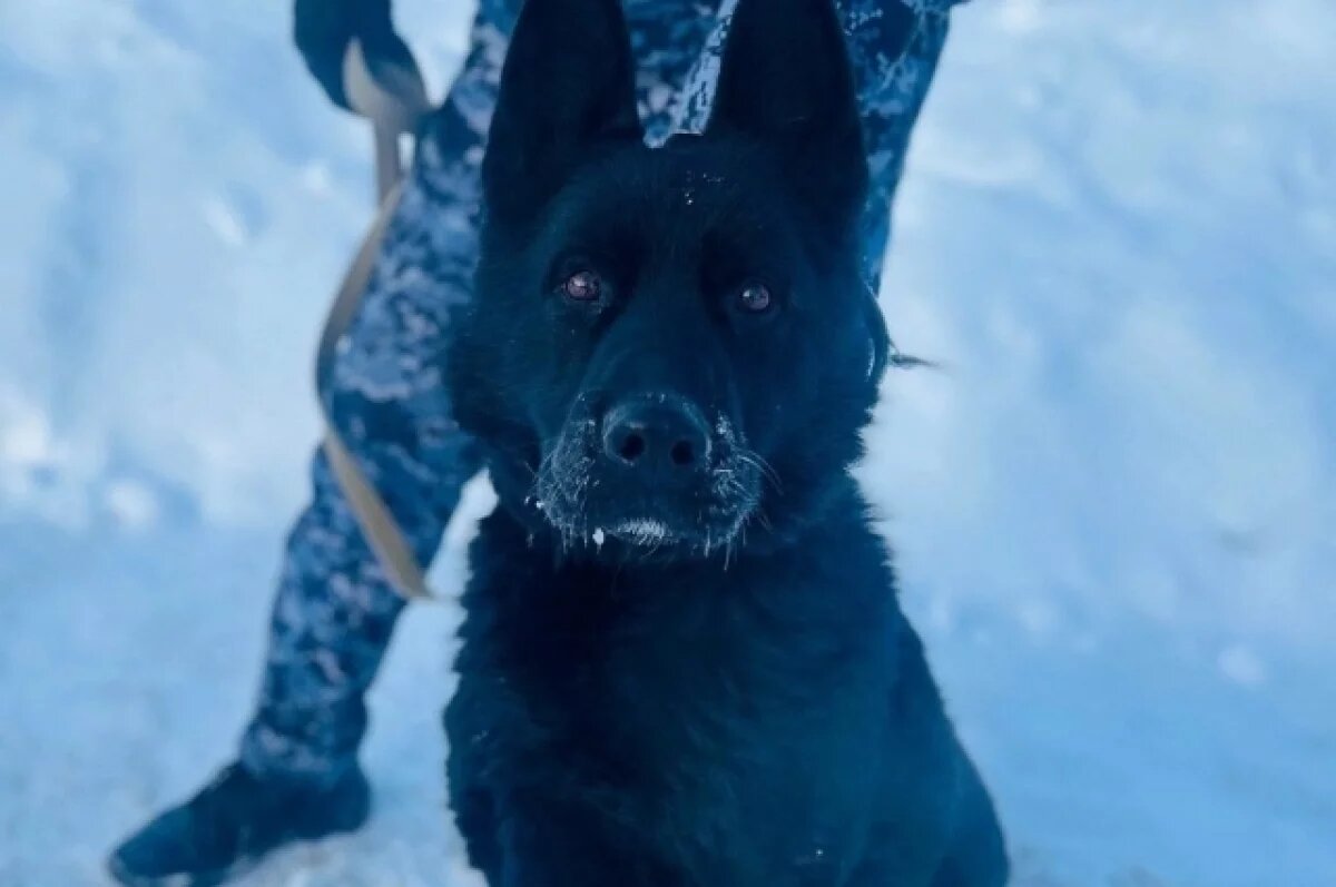    В Нефтеюганске ищут новых хозяев для двух служебных псов-братьев