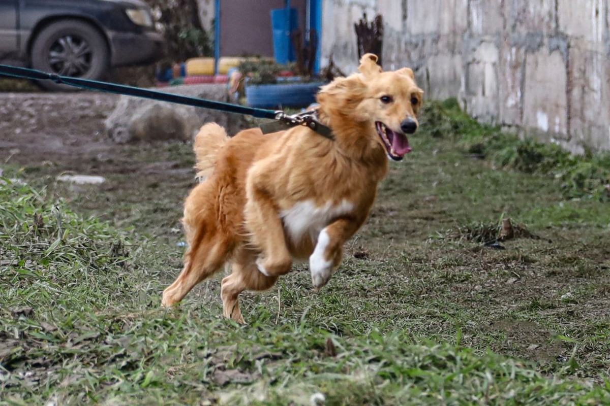 Лесси - жизнерадостный пёс, чей заряд позитива не иссякает! 