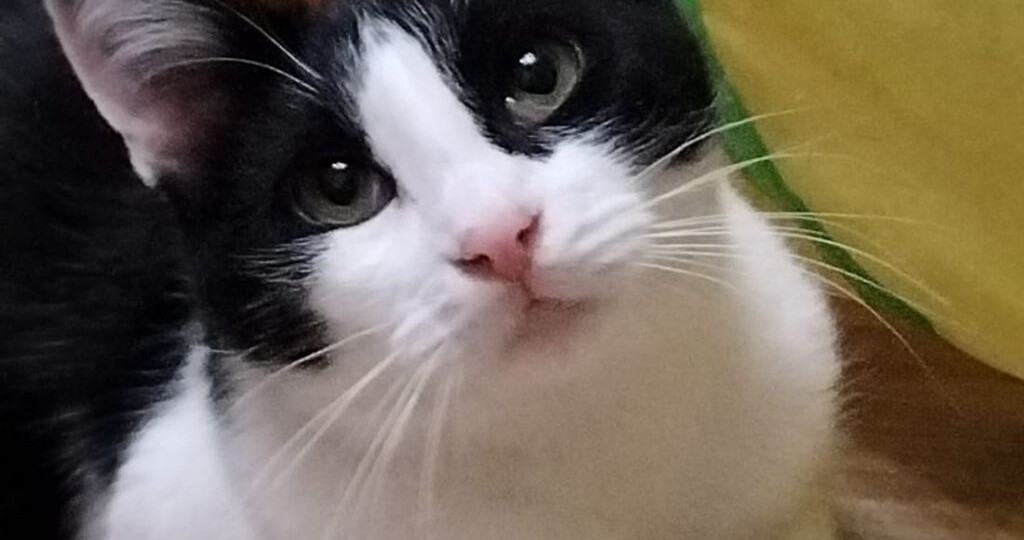 Самый обыкновенный, но очень добрый котик без кусочка ушка