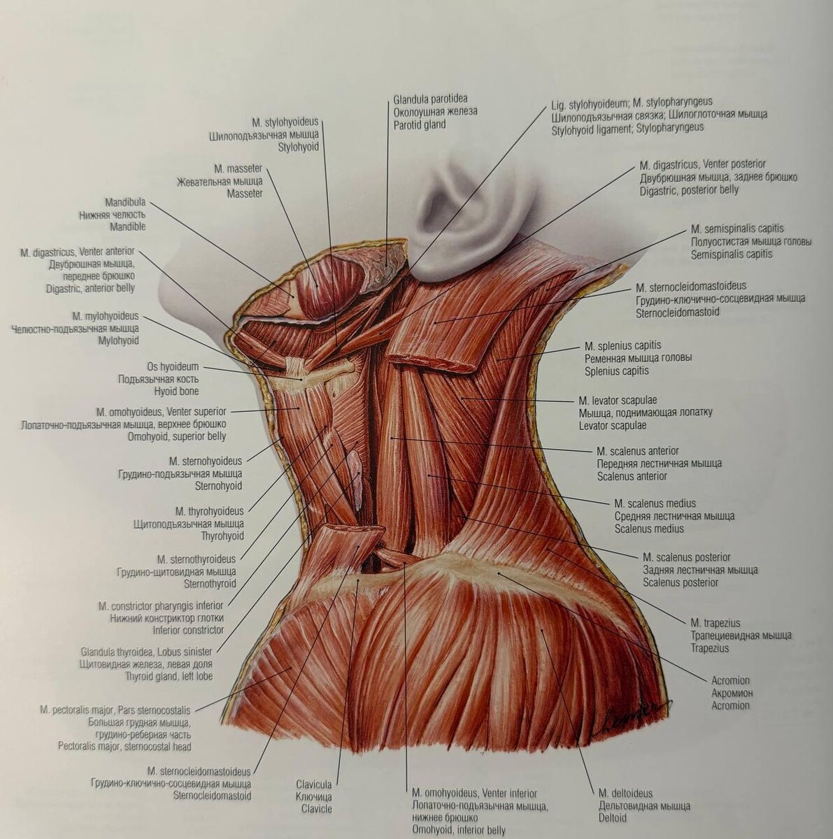 Почему так важно прорабатывать мышцы шеи и какие цепные реакции вызывает спазм и тонус шейного отдела.

А именно разберем функцию лестничных мышц.

1 Поворот и наклон шеи

2 Лестничные мышцы крепятся одним концом к отросткам шейных позвонков,а другим к 1 и 2 ребру и являются вспомогательными мышцами вдоха!

Между лестничными мышцами проходит нервный пучок инервирующий руки и диафрагмальный нерв который управляет двигательными функциями диафрагмы и внутренними органами:печенью и легкими.

Когда лестничные мышцы спазмированны,функции и систем иннервации нарушаются и приводят к нарушению работы дыхания,вызывают сосудистую компрессию ,скованность движений рук,онемение и отек.

Лестничные мышцы часто поражаются с другими мышцами шеи .