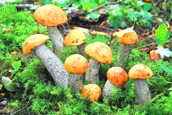 Подосиновик