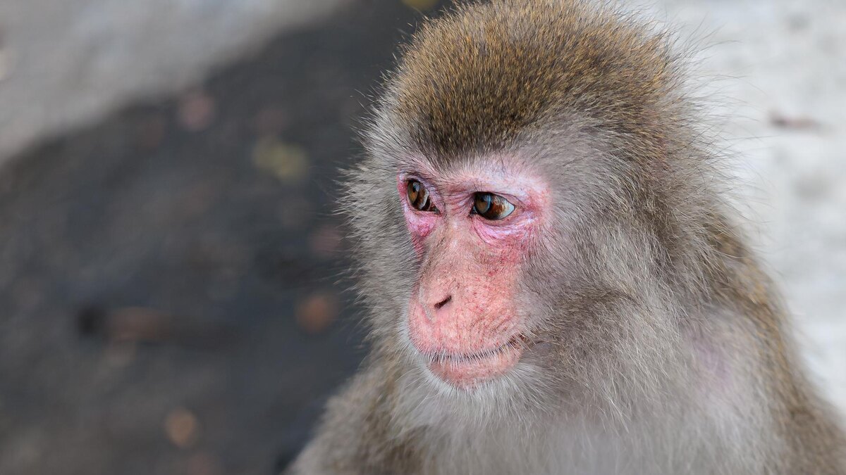    Фото: Edgar Breshchanov/Global Look Press