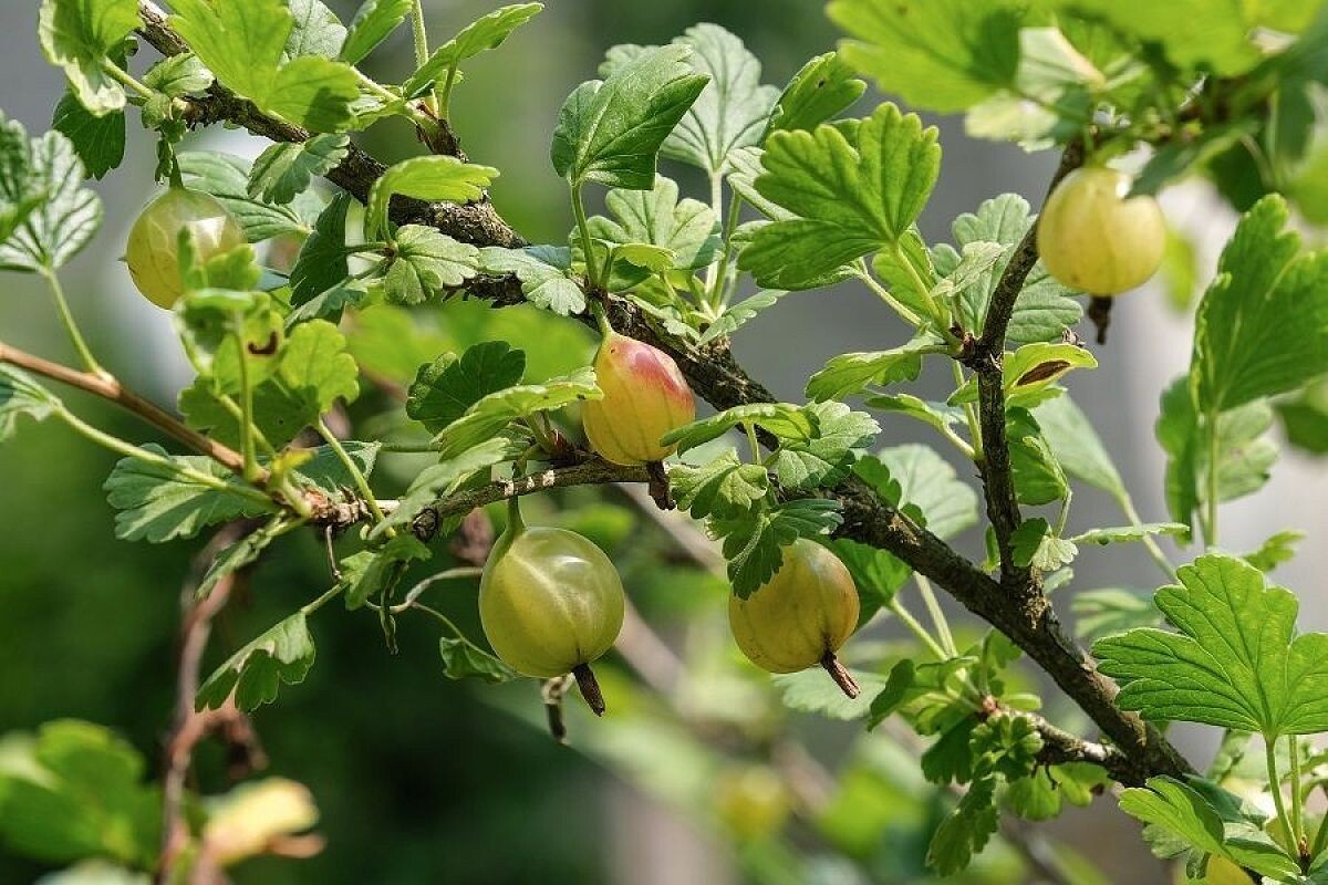    Крыжовник имеет привычку загущаться, и в слишком плотных зарослях плоды мельчают.