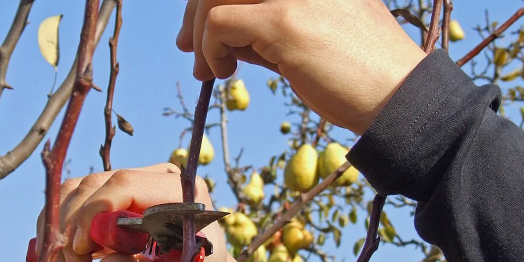 Простые схемы обрезки груши: для тех, кто боится секатора