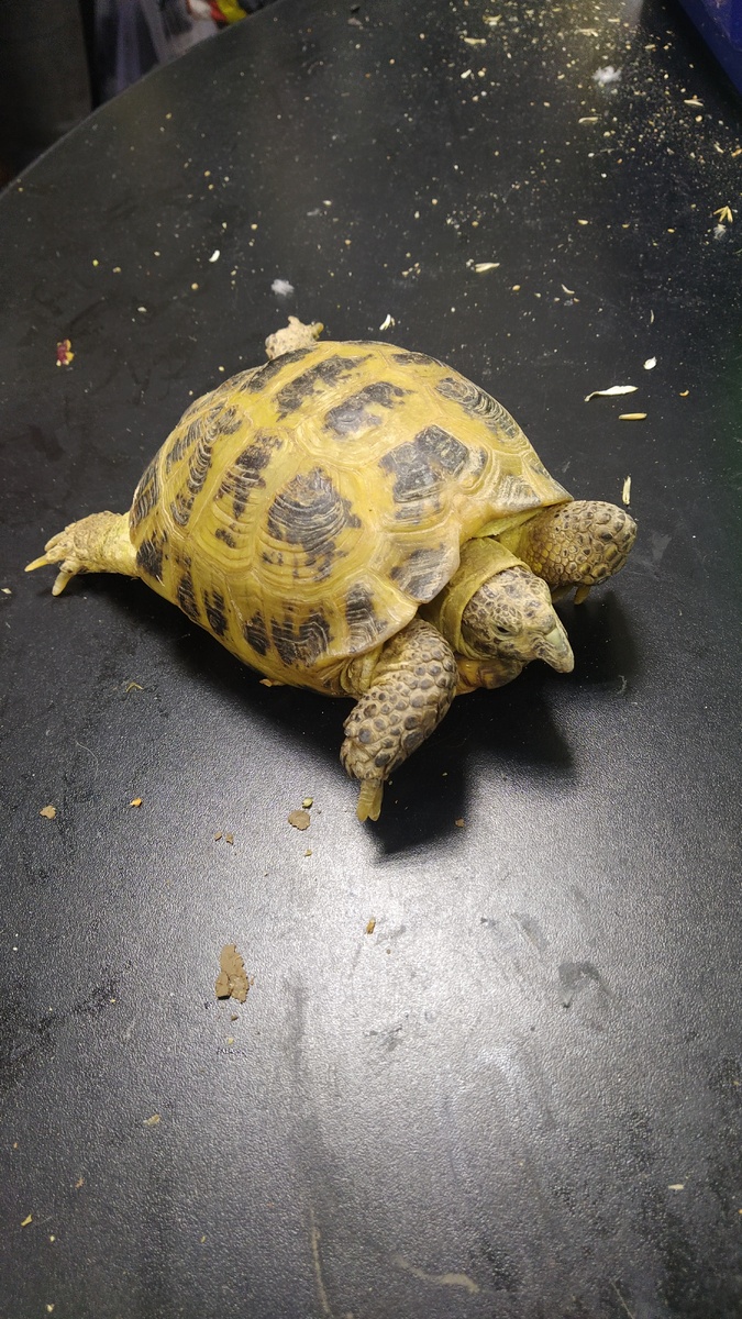 Сухопутная черепашка.