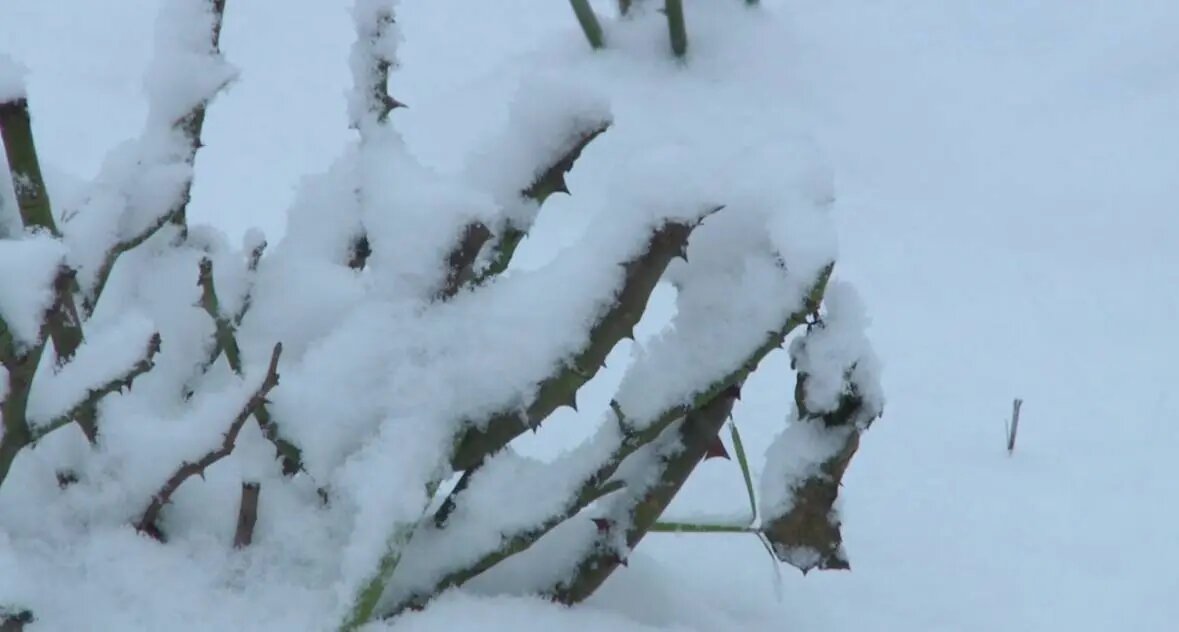    Фото: скриншот видео пресс-службе комитета по благоустройству Петербурга