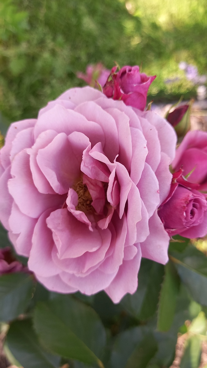 Восхительный  японский цветок.