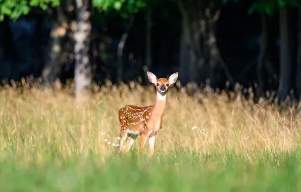 Картинка из интернета для иллюстрации
