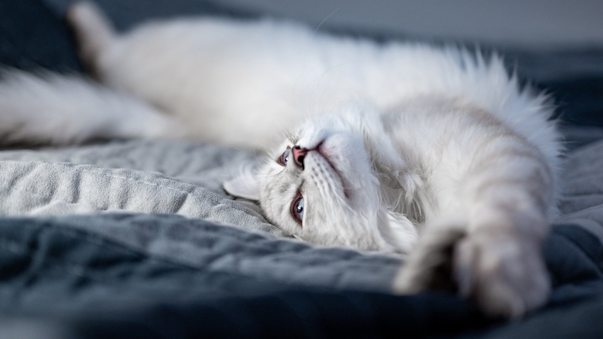    Этот сон — не просто отдых, а часть большого плана на день