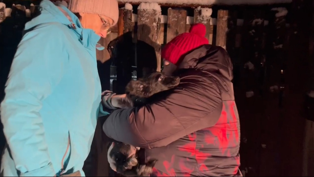 В руках волонтёров малыш быстро успокоился .