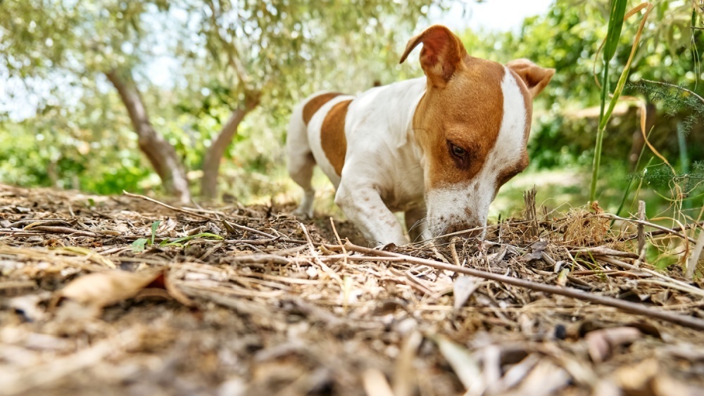    Фото: Caterina Trimarchi/Shutterstock/FOTODOM