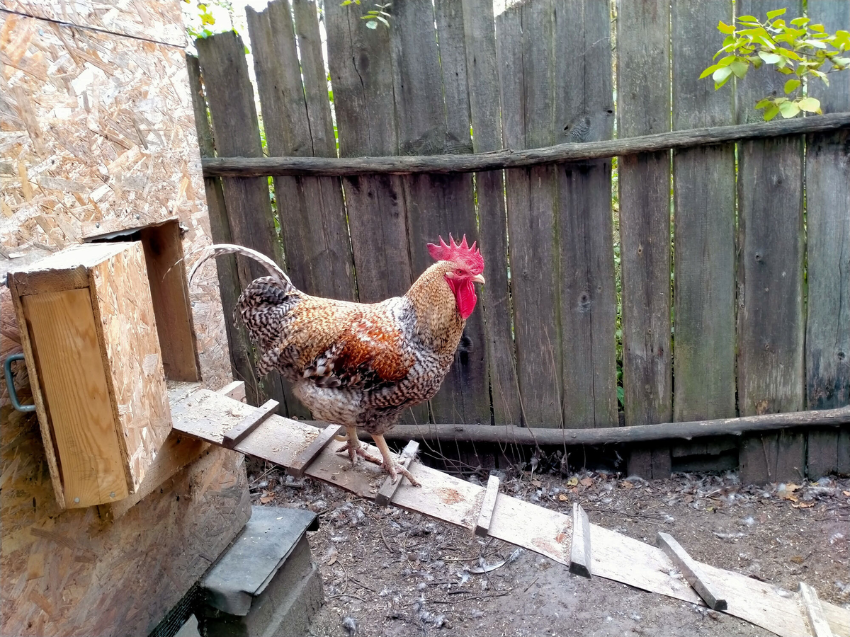 Я назвал этого петуха Домосед. Курами он не интересовался