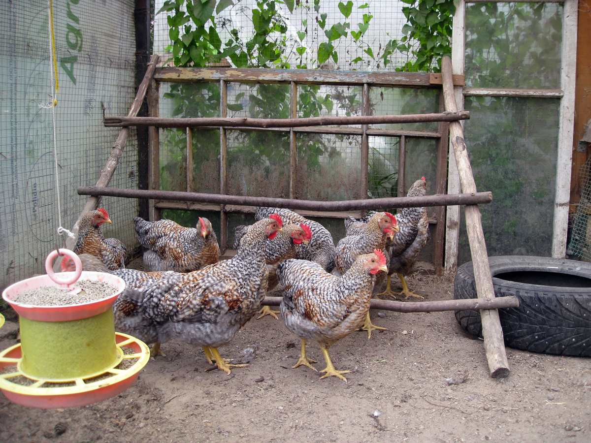 Петухи в выгуле