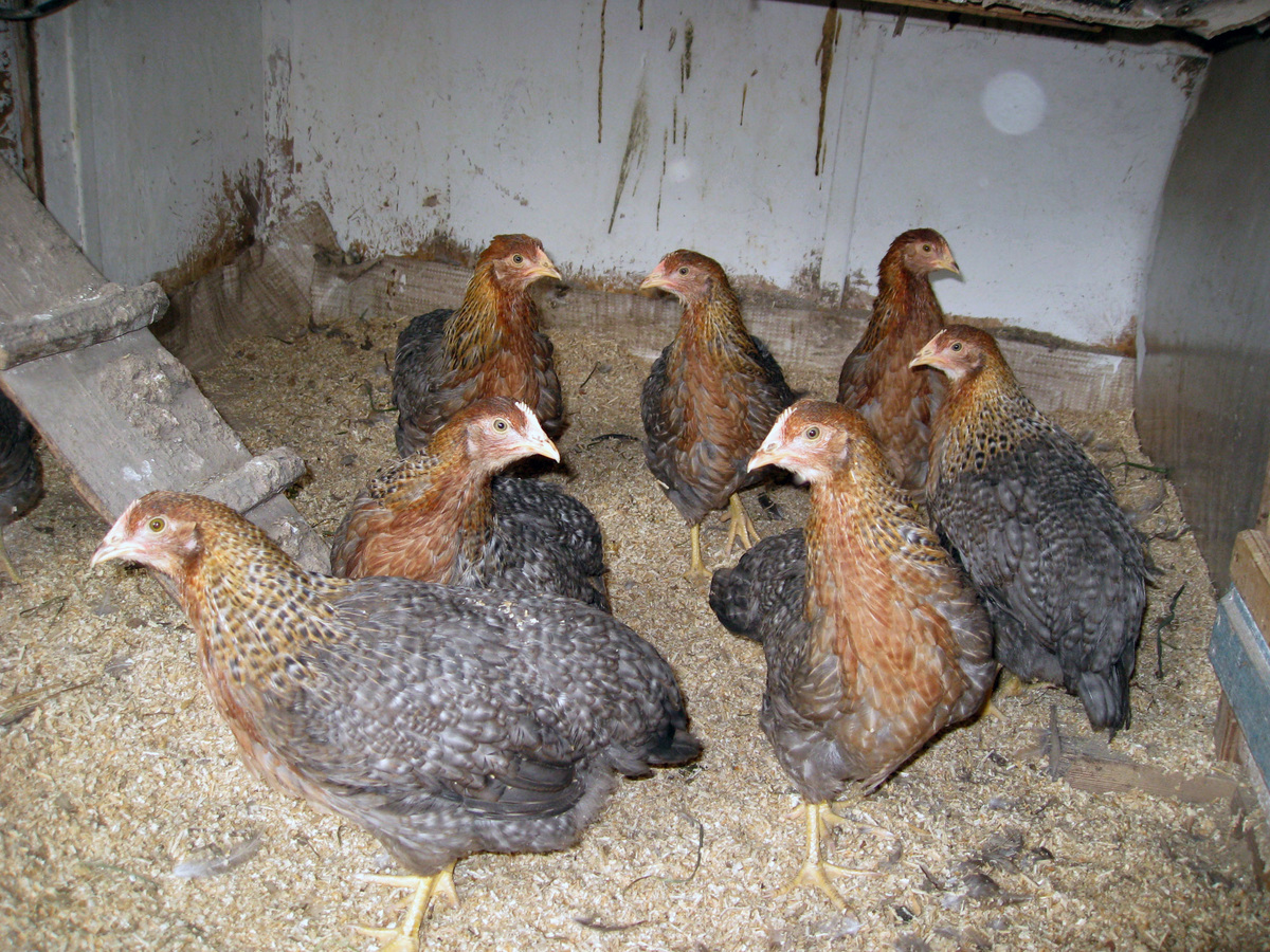 Молодые курочки в курятнике