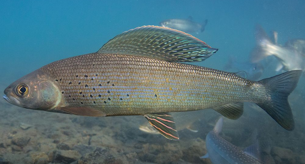 Дикая рыбалка: Интерес смещается в труднодоступные места — Камчатка, Сибирь, северные регионы. Поиск «нетронутых» водоемов.
