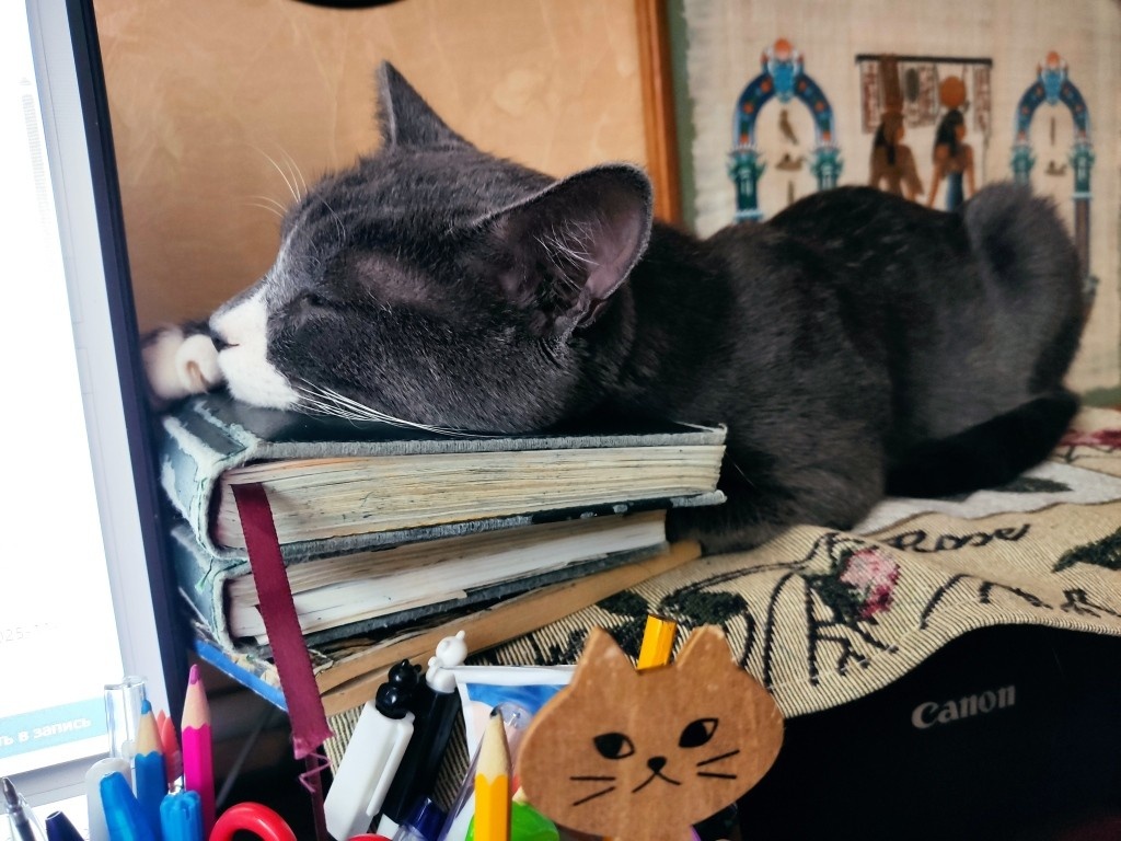 Тихон спит на цветном принтере. Чтобы он его ненароком лишний раз не включал — я положила сверху стопочку ежедневников. И кот стал их использовать в качестве подушки...