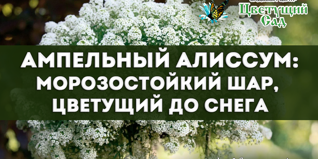 Алиссум: цветочный шарик, который не боится непогоды
