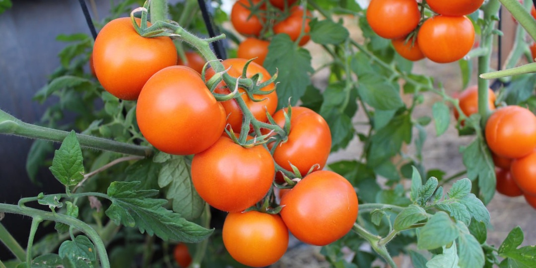 БЛАГОПРИЯТНЫЕ ДНИ ДЛЯ ПОСЕВА ТОМАТОВ В 2026 ГОДУ