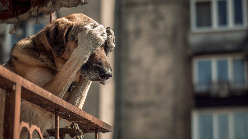    Фото: Telegram/МЧС Новосибирской области/mchs54; 5-tv.ru