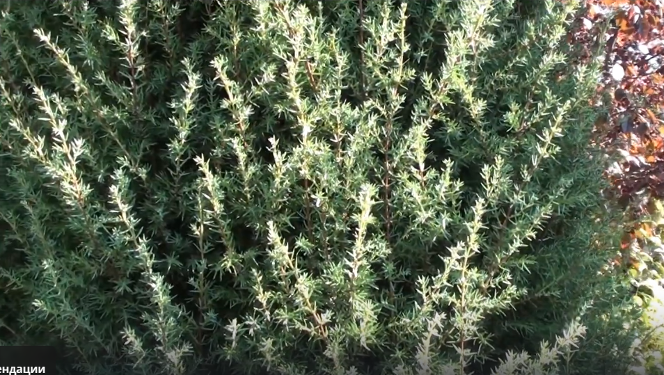 Не дай хвойным уйти в спячку голодными и больными: осенний ритуал, который спасет ваш сад.