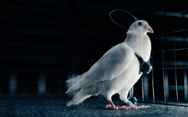 Фото: Группа компаний Neiry
Голубь-биодрон PJN-1