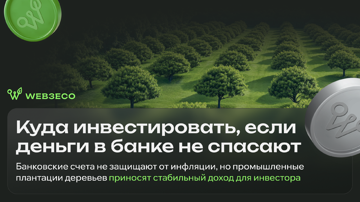Куда инвестировать, если деньги в банке не спасают. Банковские счета не защищают от инфляции, но промышленные плантации деревьев приносят стабильный доход для инвестора