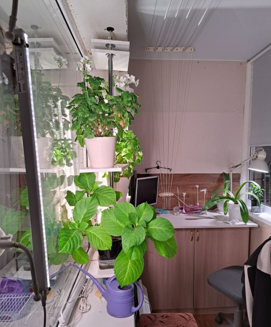 Мои цветы стоят на северном балконе, но досвечиваются фитолампами полного спектра.