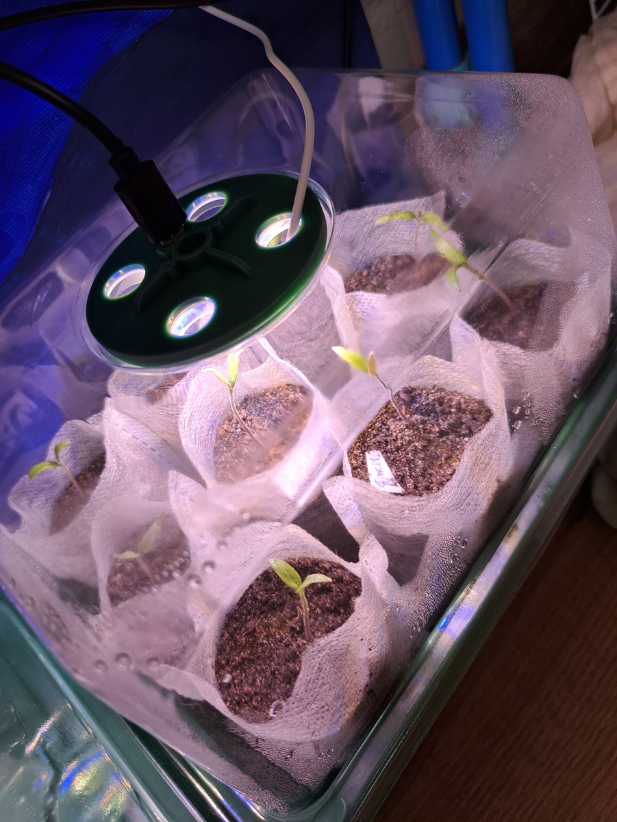 Нашла такие мини-теплички с фитолампочками