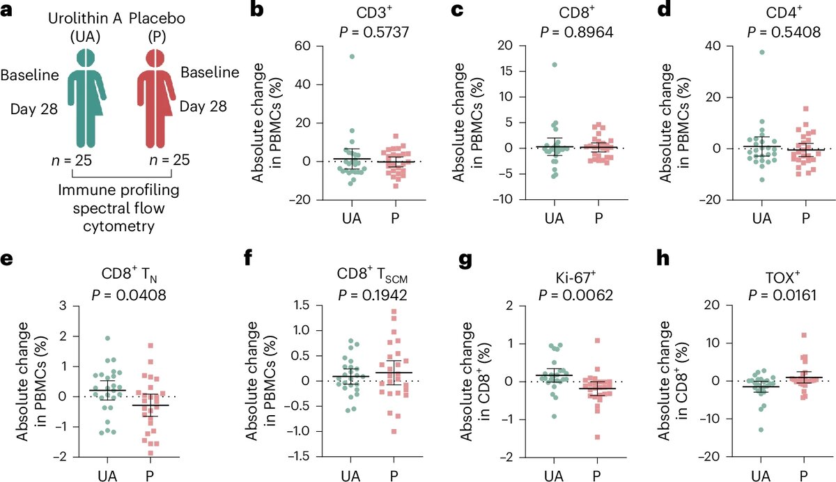 a , Экспериментальный обзор. PBMC из когорты вмешательства UA (UA) и когорты плацебо (P) подвергались спектральной проточной цитометрии. Иммунное профилирование проводилось с соответствующими образцами из всех трех визитов исследования. b – d , Изменения в компартменте Т-клеток, оцененные с помощью спектральной проточной цитометрии. Изменения CD3 + αβ T-клеток ( b ), CD8 + T-клеток ( c ), и CD4 + клеток ( d ), изображенные как абсолютное изменение в процентных точках PBMC, показаны через 28 дней приема UA или плацебо. Данные представляют собой среднее значение ± 95% доверительный интервал (ДИ), n  = 25 на группу. Значения P для эффектов лечения рассчитывались с использованием модели смешанных эффектов с повторными измерениями. e , f , Изменения фенотипа CD8 + через 28 дней. Показаны абсолютные изменения в процентном соотношении наивных CD8 + T-клеток (TN ; e ) и CD8 + T SCM ( f ). Данные представлены в виде среднего значения ± 95% ДИ, n  = 25 на группу. Значения P для эффектов лечения были рассчитаны с использованием модели смешанных эффектов с повторными измерениями. g , h , Абсолютные изменения экспрессии Ki-67 ( g ) и экспрессии TOX ( h ) в клетках CD8 + через 28 дней. Данные представлены в виде среднего значения ± 95% ДИ, n  = 25 на группу. Значения P для эффектов лечения были рассчитаны с использованием модели смешанных эффектов с повторными измерениями.