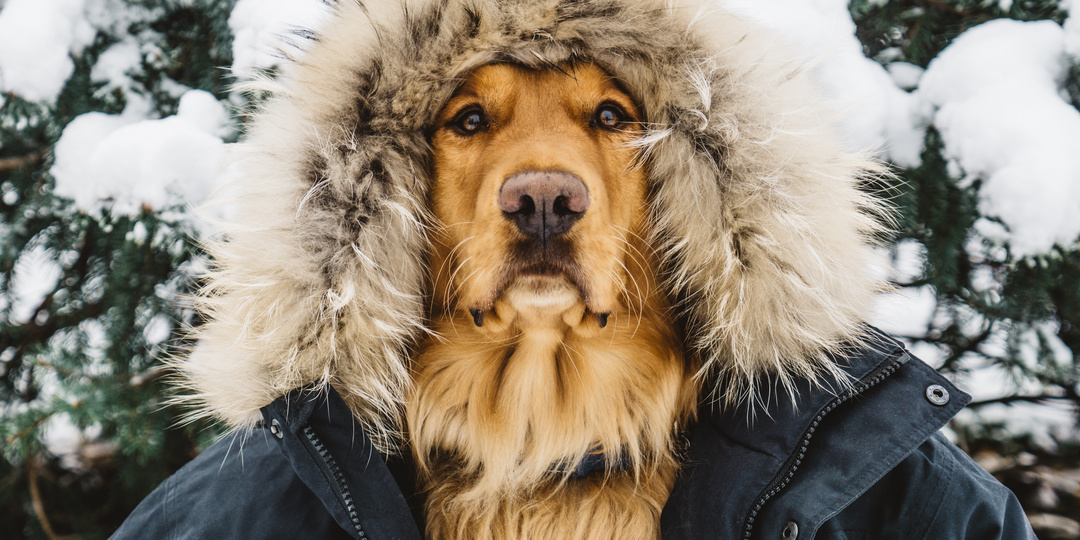 Каким собакам нужна куртка зимой: 13 пород, которым без неё нельзя