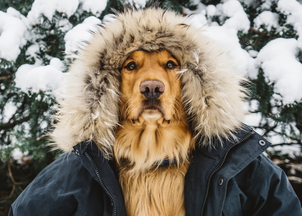    Зима уже близко: проверьте, нужна ли вашей собаке куртка. Источник изображения: kartinki.pics
