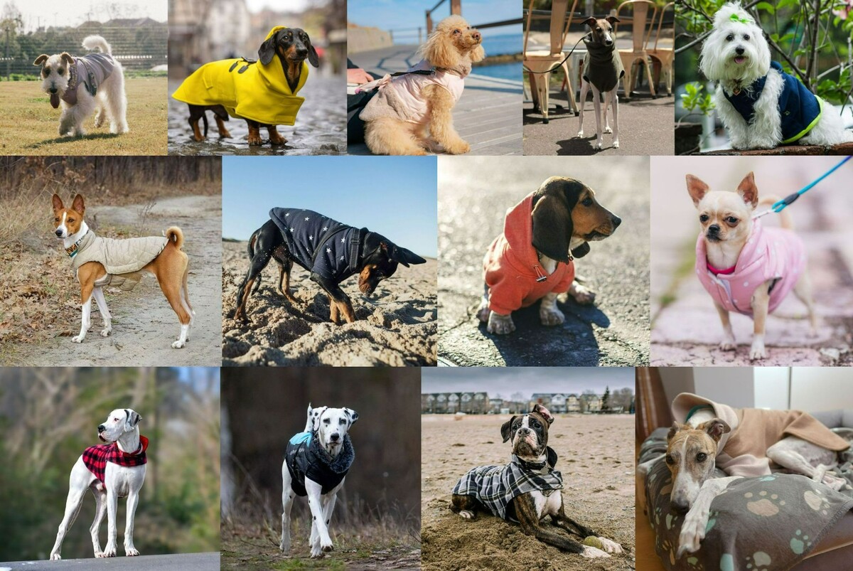    Те самые 13 пород, которых обязательно нужно утеплять в холода. Источник изображений: honey.nine.com.au