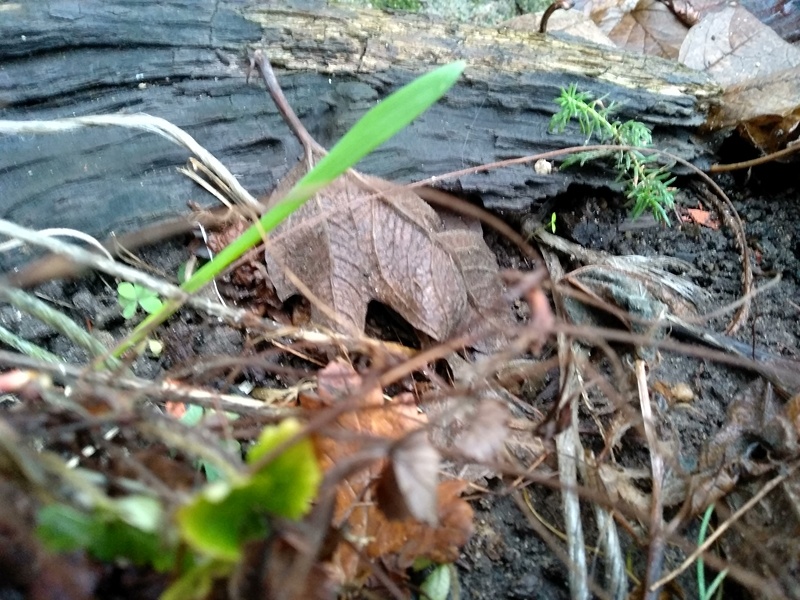 Сеянцы хвойных деревьев осенью