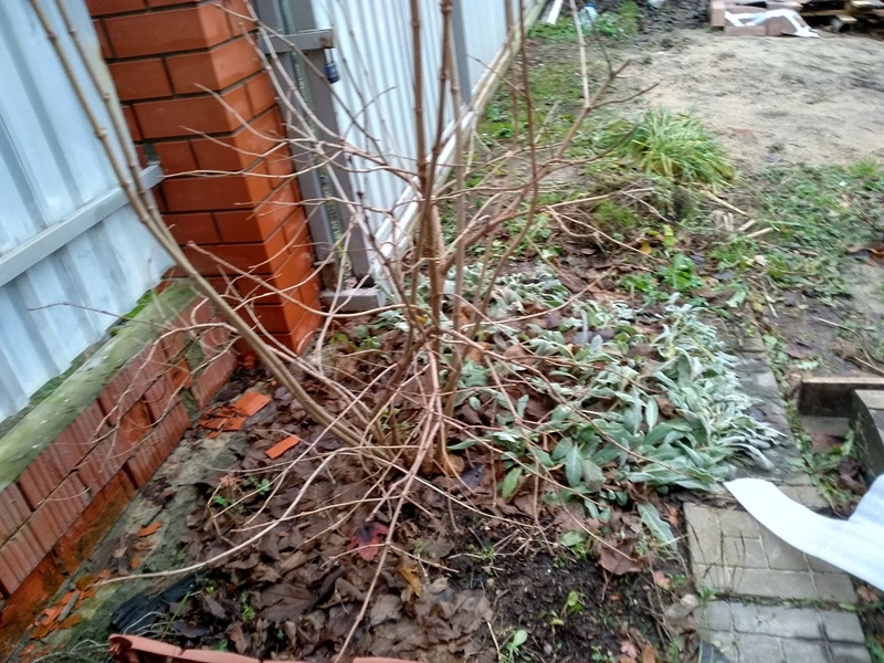 В левом ближнем углу виднеются сеянцы хвойников