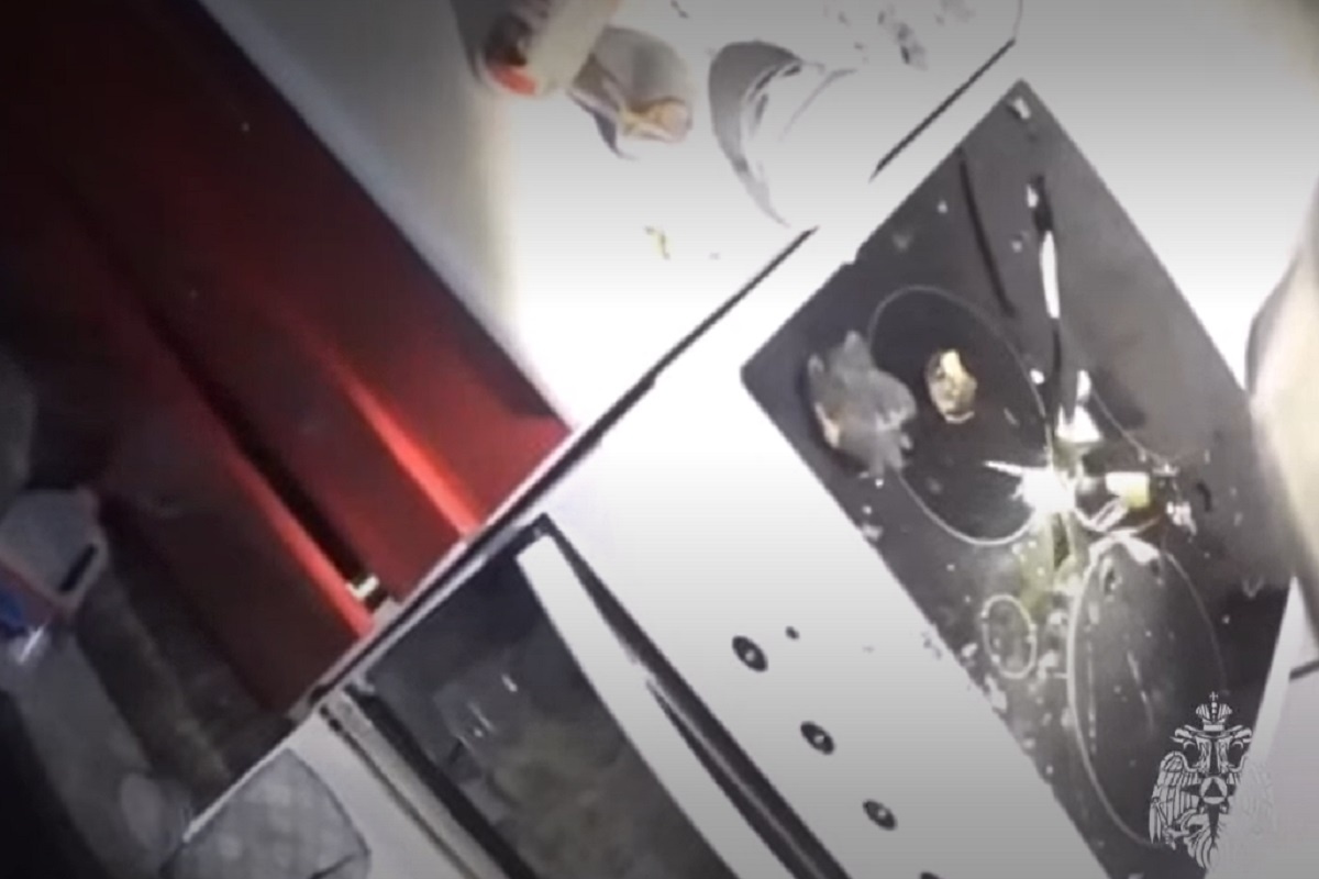    Фото: пресс-служба, источник: МЧС