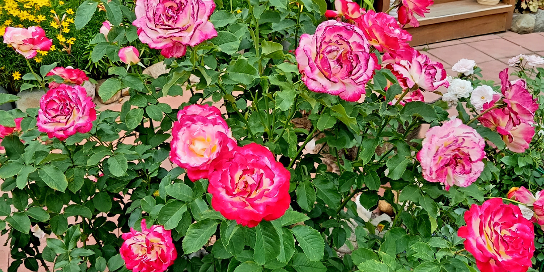 Дзен как часть моей жизни. Вынуждают меняться, но приспособимся и не расстанемся