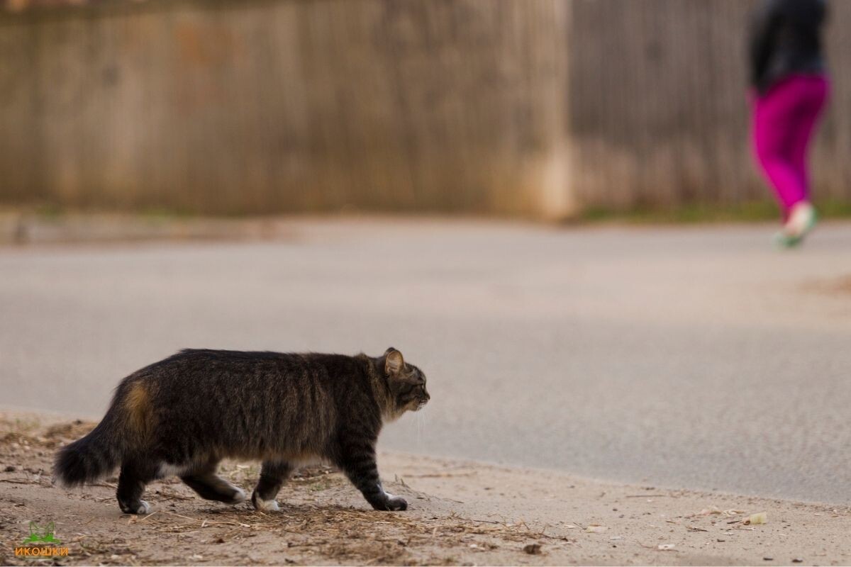 Кот на самовыгуле 