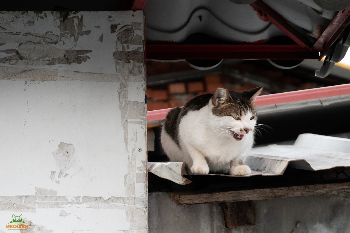 Кот на крыше 