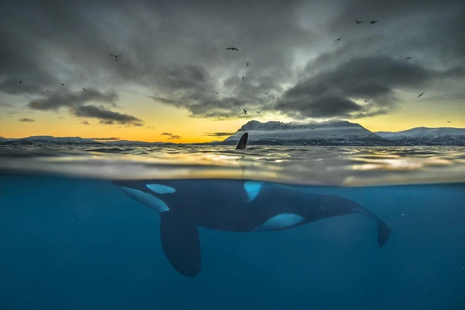 Изображение взято из свободных  источников и принадлежит его автору.