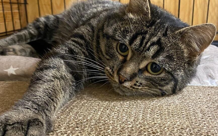 Самый ласковый на свете кот пропадает в клеточке