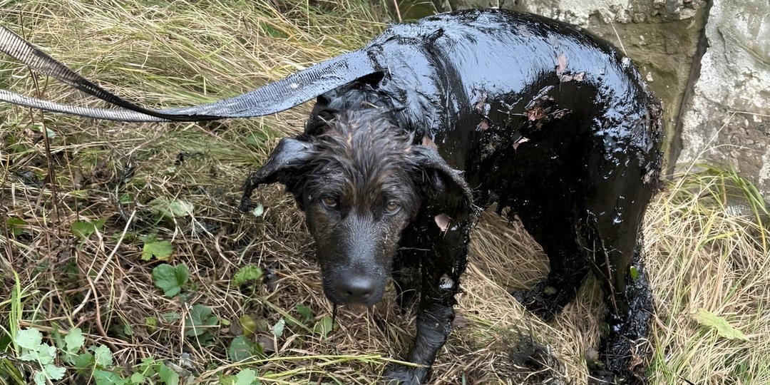 «Тронул сердца многих»: пожарные спасли тонущего в мазуте пса