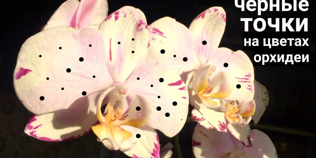 Что за точки на цветах орхидеи: причины коричневых пятен и как с ними бороться