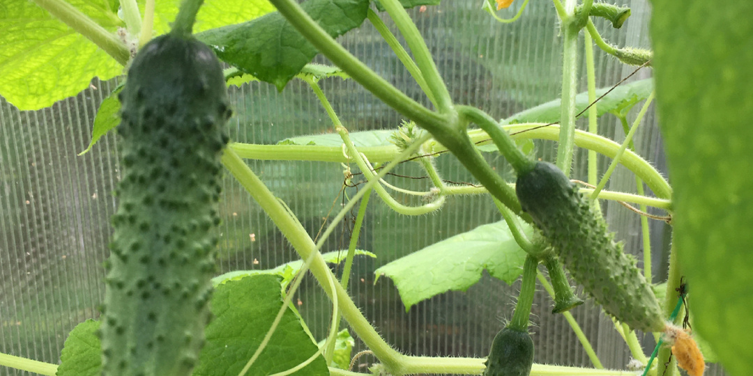 Огурцы в теплице.